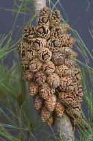 Red pine holding some 70 cones found